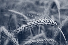 legacy wheat credits